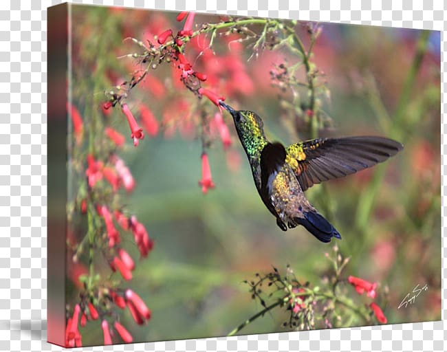 Hummingbird Gallery wrap Fauna Ecosystem Canvas, humming Birds transparent background PNG clipart