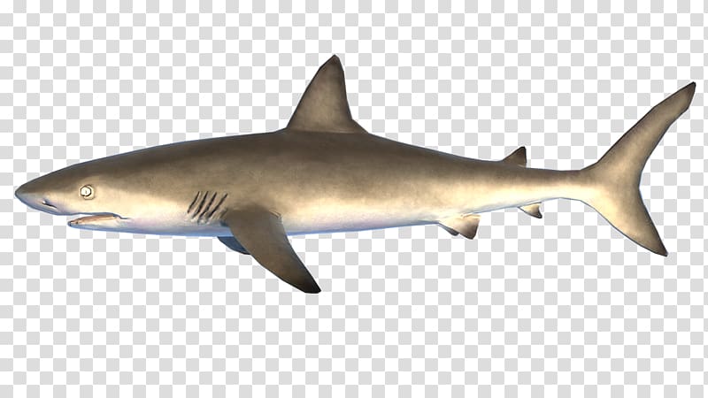 Tiger shark Great white shark Lamniformes Squaliform sharks Gymnasium Horn, reef shark transparent background PNG clipart