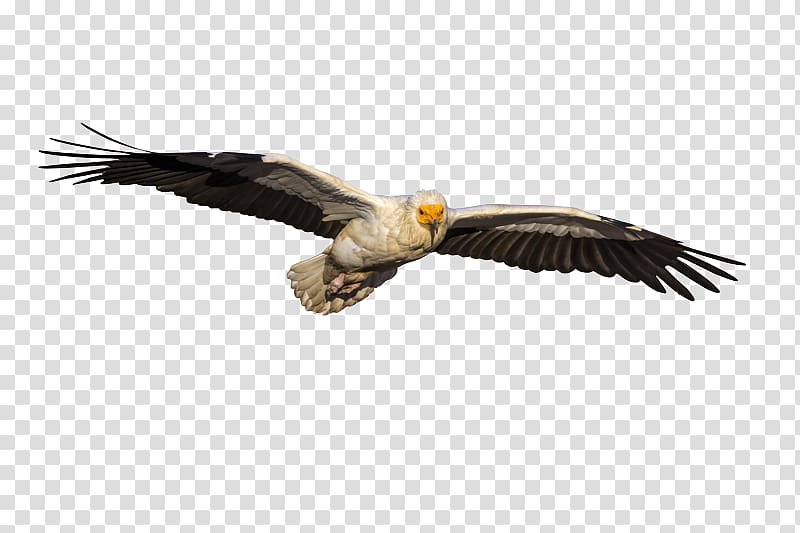 Egyptian vulture Bald eagle , egyptian vulture transparent background PNG clipart