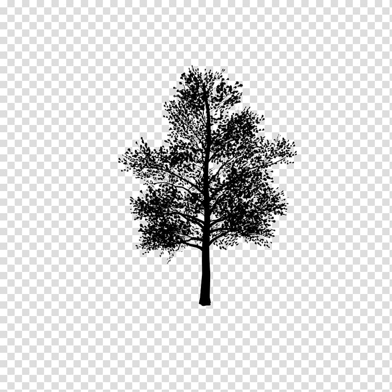 3D modeling 3D computer graphics Pine Twig, others transparent background PNG clipart