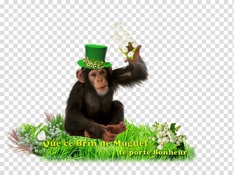 Common chimpanzee Im Zoo Gorilla, pouring transparent background PNG clipart