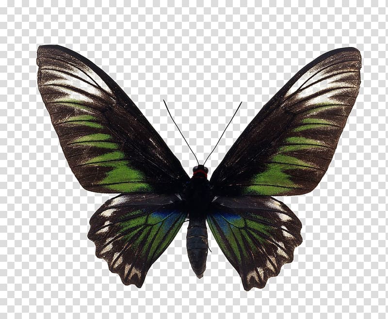 Butterfly Trogonoptera brookiana Birdwing , butterfly transparent background PNG clipart