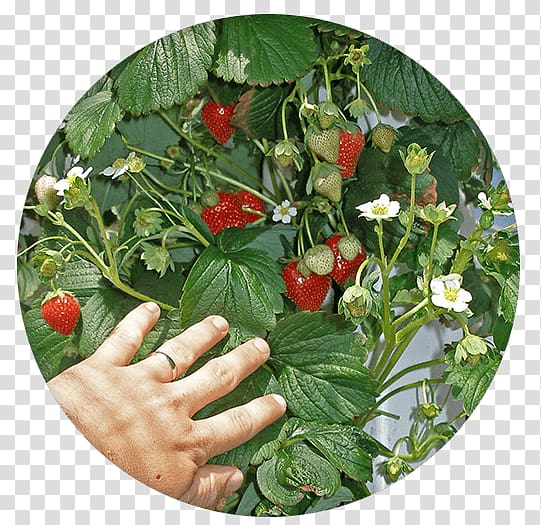 Amazon.com Vertical farming Food Agriculture Gardening, Strawberry farm transparent background PNG clipart