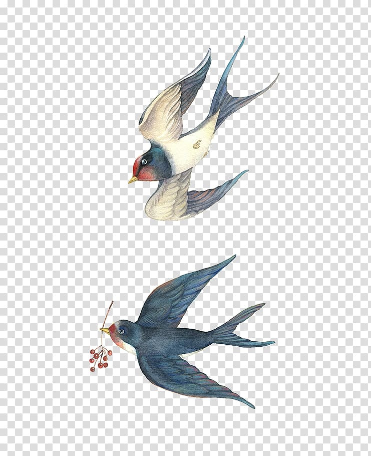 two swallows transparent background PNG clipart