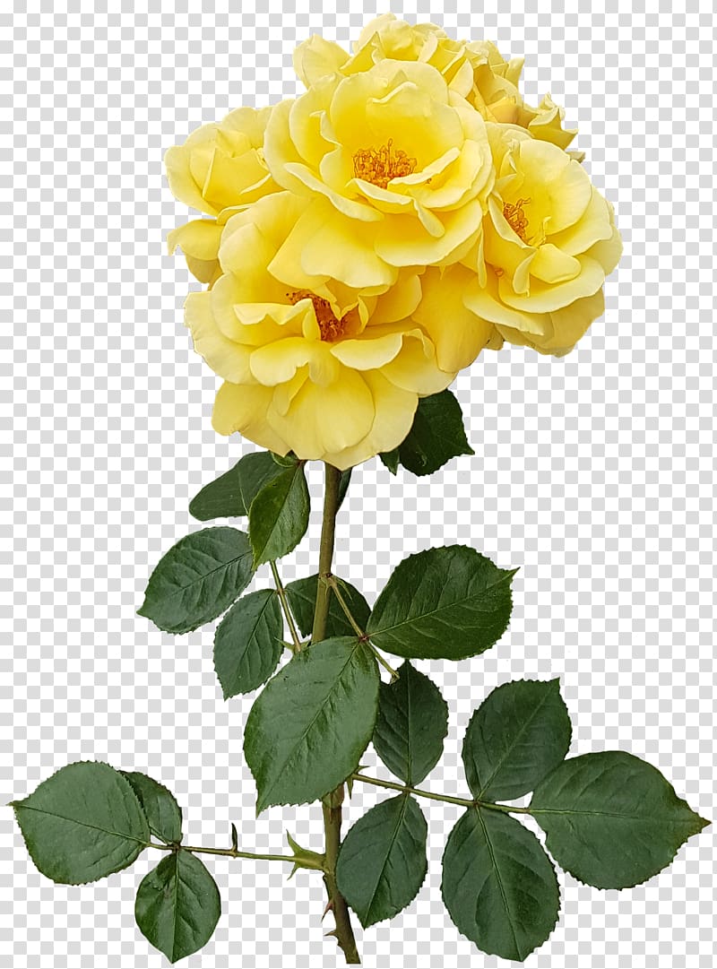 yellow petaled flower , Garden roses Flower Centifolia roses Floristry, Yellow Rose transparent background PNG clipart