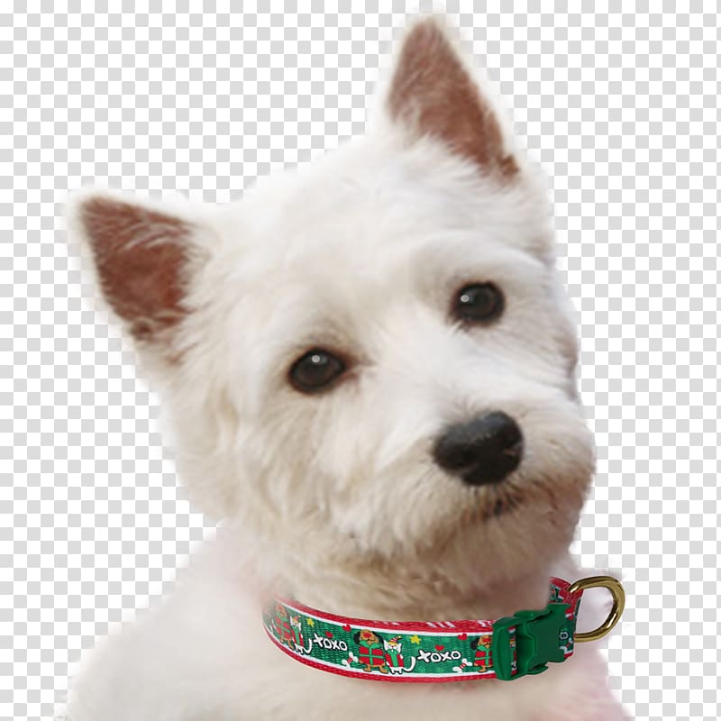 West Highland White Terrier Dog breed Rare breed (dog) Companion dog Dog collar, red collar dog transparent background PNG clipart