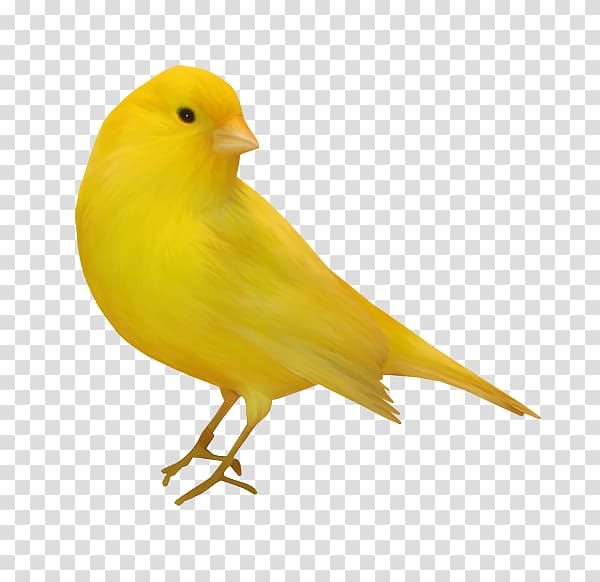 Domestic canary Bird , Bird transparent background PNG clipart