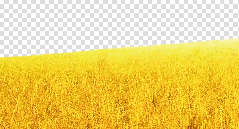 Barley Wheat Harvest Grassland Rye, Wheat background material transparent background PNG clipart