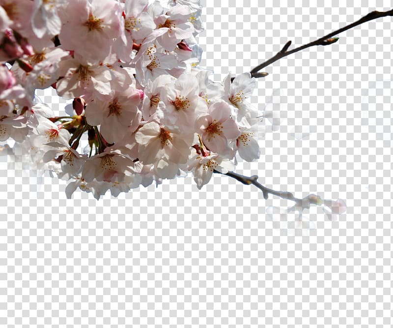 Japan Cherry blossom Pixabay, Japanese cherry transparent background PNG clipart