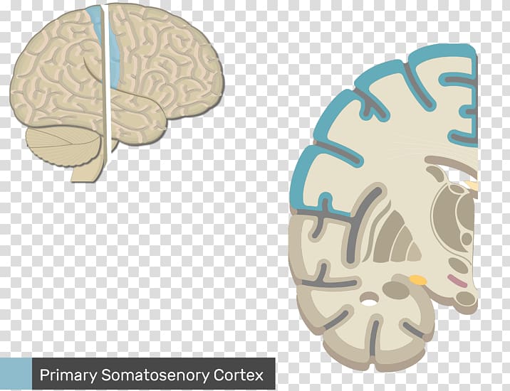 Multipolar neuron Central nervous system Brain, Brain transparent background PNG clipart