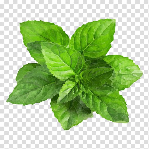 Peppermint Water Mint Mentha spicata, herb transparent background PNG clipart