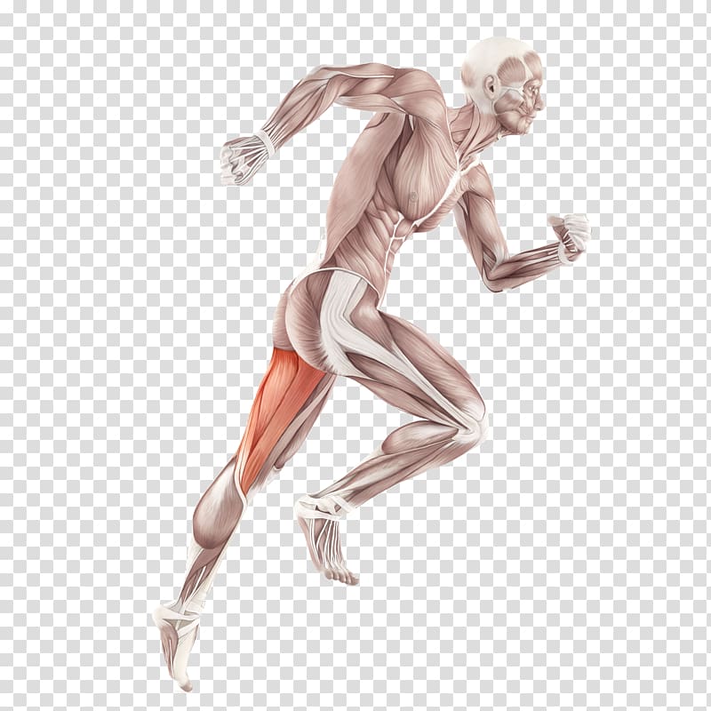 Skeletal muscle Anatomy Human body Muscular system, muscle transparent background PNG clipart