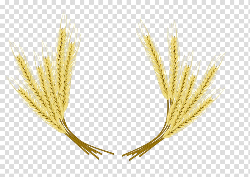 Beer Common wheat Barley , wheat transparent background PNG clipart