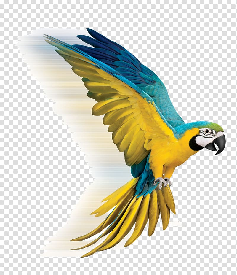 TELUS/Cambridge Electronics Incorporated Telus TV Parrot Bird Internet, parrot transparent background PNG clipart