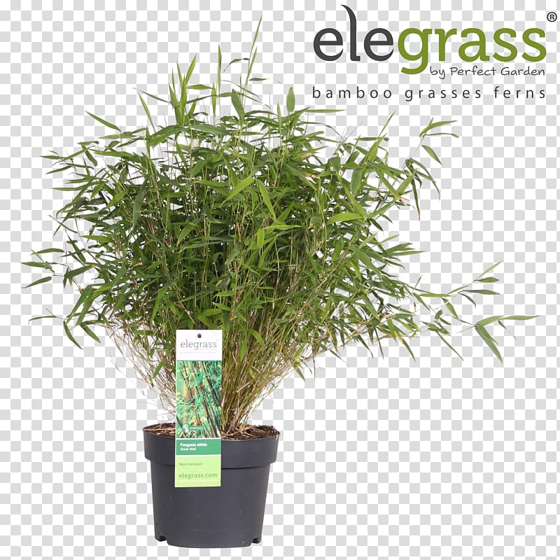 Grasses Fargesia murielae Bamboo Garden Flowerpot, bamboo transparent background PNG clipart