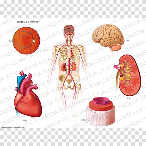 Presio arterial Hypertension Artery Ambulatory blood pressure Organ, heart transparent background PNG clipart