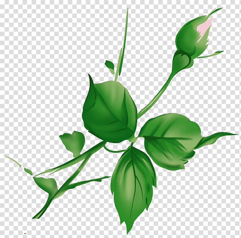 Leaf Green, Green leaves transparent background PNG clipart