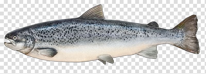 Coho salmon Trout Fish products, kokanee salmon transparent background PNG clipart