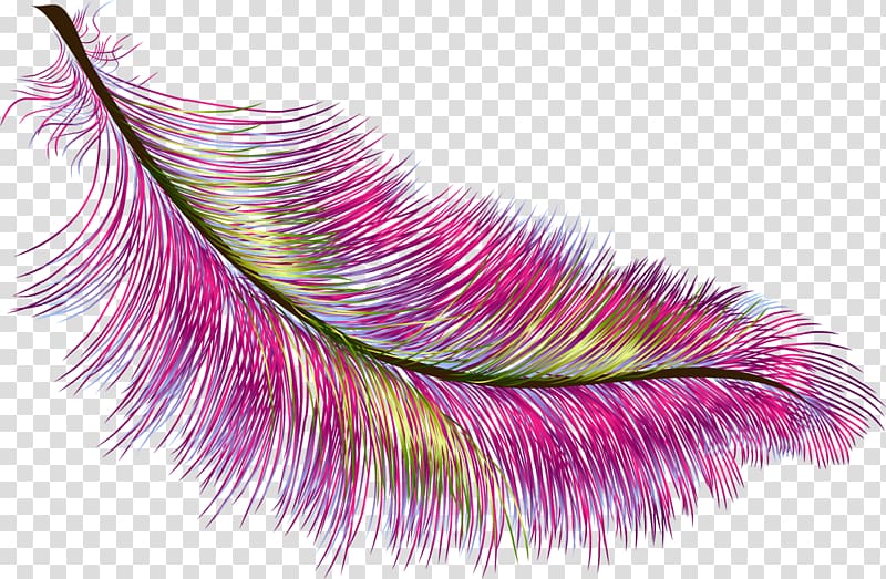 Feather Color Bird, feather transparent background PNG clipart