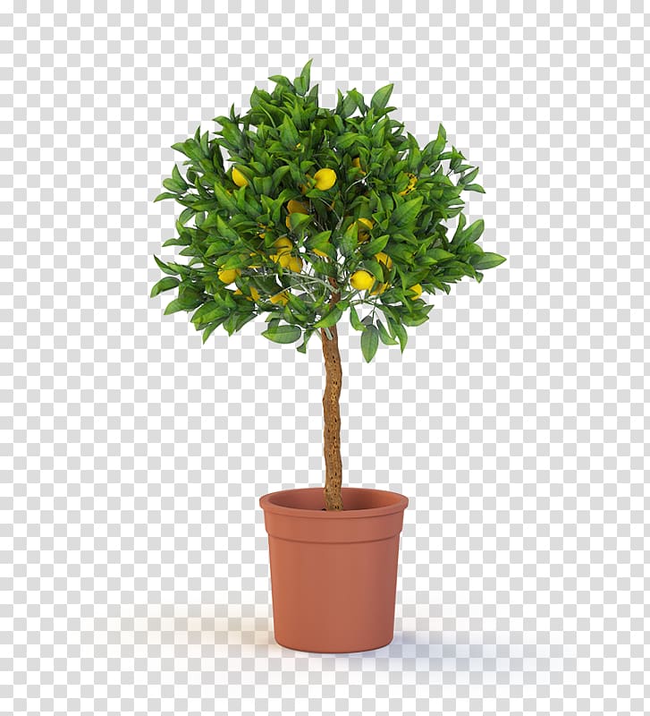 green leafed plant, Topiary Tree Box Weeping fig Container garden, lemon tree transparent background PNG clipart
