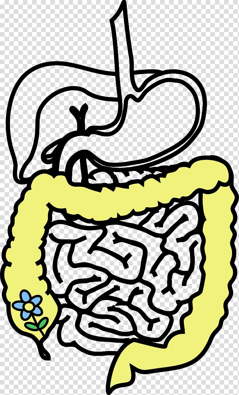 Probiotic Gut flora Health Gastrointestinal tract Bacteria, health transparent background PNG clipart
