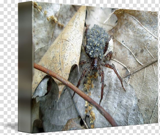 Wolf spider Insect Infant Post Cards, Wolf Spider transparent background PNG clipart