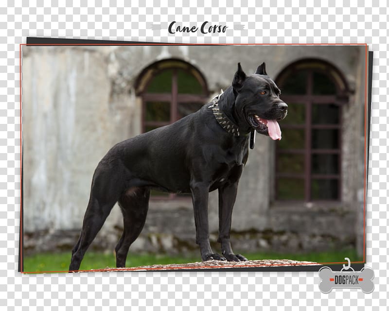 Cane Corso English Mastiff Portrait, Bullmastiff transparent background PNG clipart