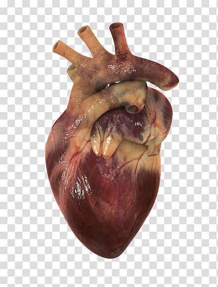 Human heart Circulatory system 3D computer graphics Visualization, heart transparent background PNG clipart