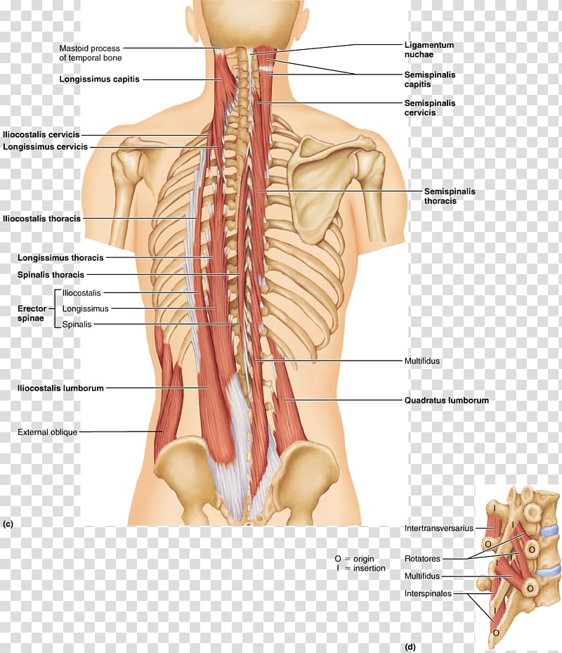 Erector spinae muscles Vertebral column Longissimus Serratus posterior superior muscle, the pleasing muscles of the water transparent background PNG clipart