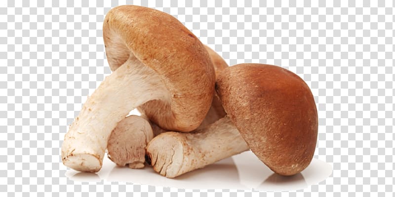 Shiitake Mushroom Korean cuisine Food Fungus, mushroom transparent background PNG clipart