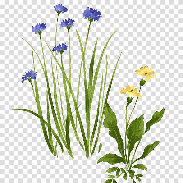 watercolor wild flowers transparent background PNG clipart