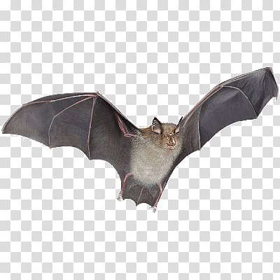 black bat, Bat transparent background PNG clipart