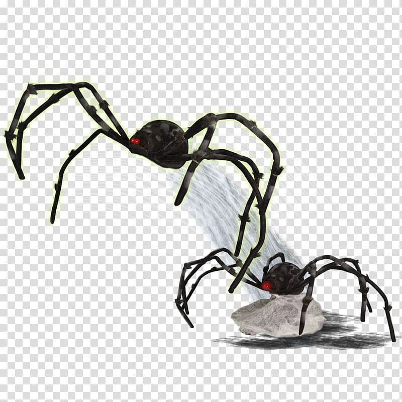 Jumping spider Widow spiders Spider web Cephalothorax, spider silk decoration transparent background PNG clipart