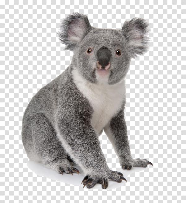 Koala Learn to Draw Zoo Animals: Step-by-step Instructions for More Than 25 Zoo Animals Bear Amazon.com, koala transparent background PNG clipart
