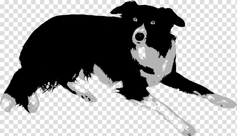 Border Collie Rough Collie Bearded Collie Puppy , pet transparent background PNG clipart