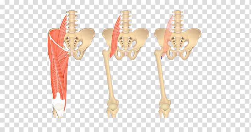 Gracilis muscle Anterior compartment of thigh Pectineus muscle, others transparent background PNG clipart