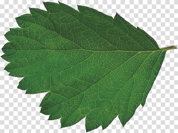 Leaf Bladnerv CMYK color model, Leaves transparent background PNG clipart
