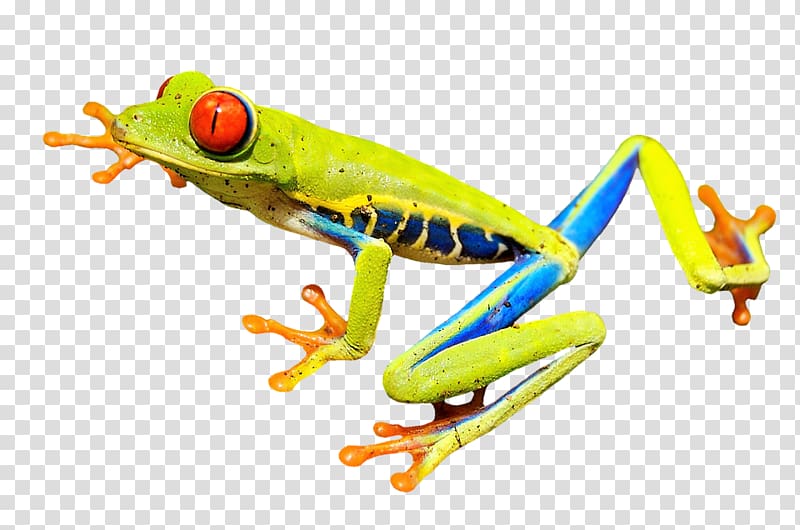 True frog Amphibian Vertebrate Red-eyed tree frog, frog transparent background PNG clipart