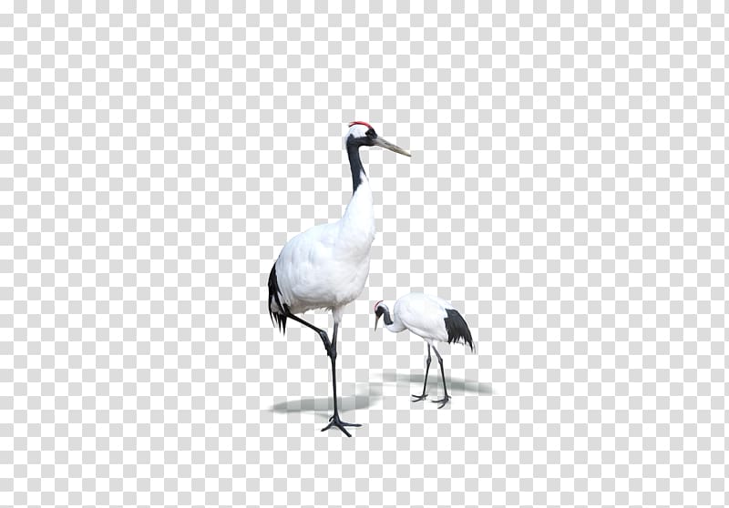 Red-crowned crane Bird Goose, White Crane transparent background PNG clipart