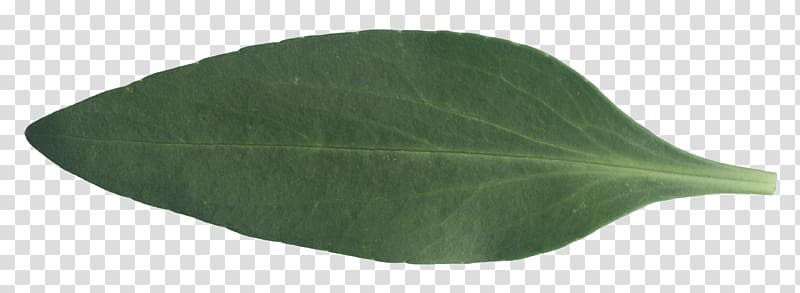 Green Leaf, banana leaf texture transparent background PNG clipart