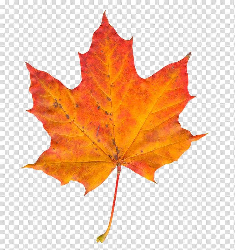 Autumn leaf color Maple leaf, Leaf transparent background PNG clipart