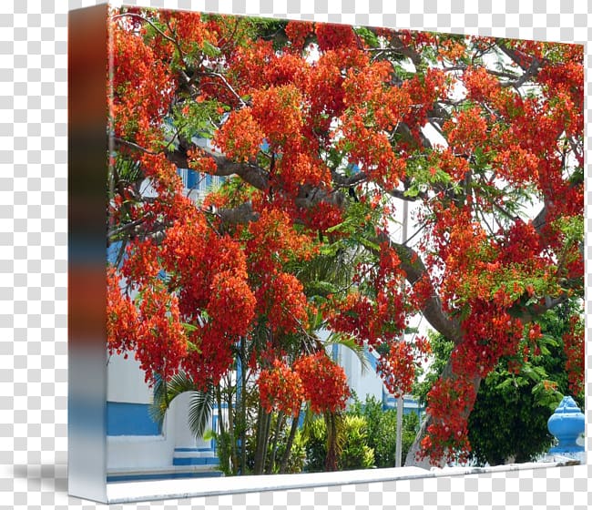 Royal poinciana Art kind Tree Painting, Flamboyan transparent background PNG clipart