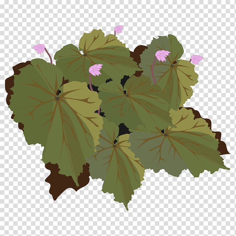 Begonia Drawing , Begonia Flower transparent background PNG clipart