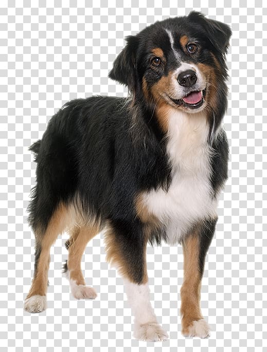 Australian Shepherd Puppy -book, large dogs transparent background PNG clipart