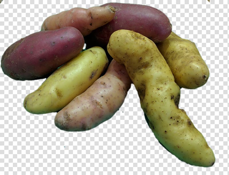 Fingerling potato Food Root Vegetables, potatoes transparent background PNG clipart