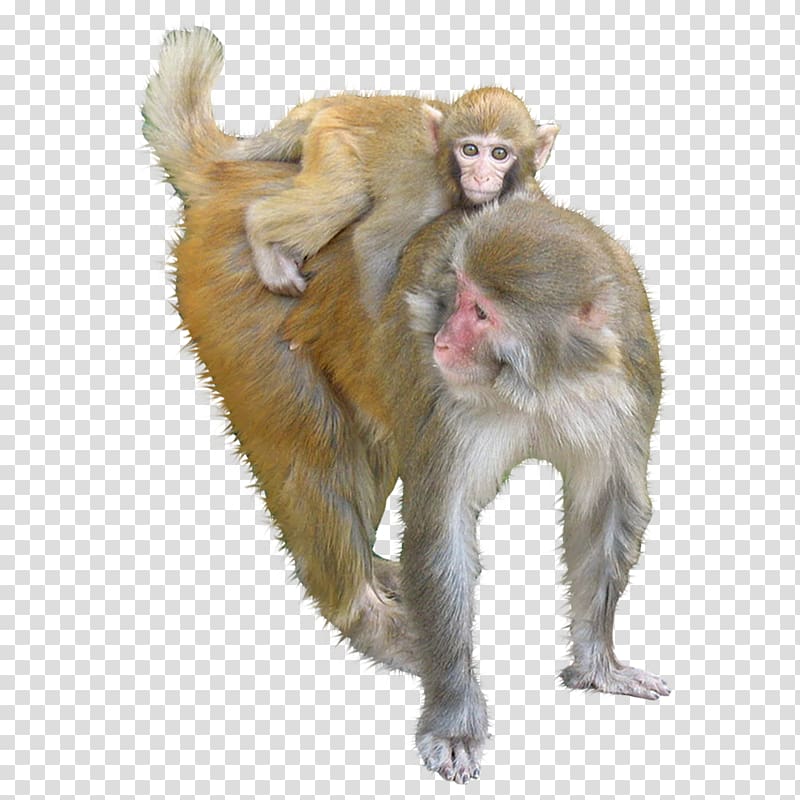 Macaque Ape Monkey, Animals Monkeys transparent background PNG clipart