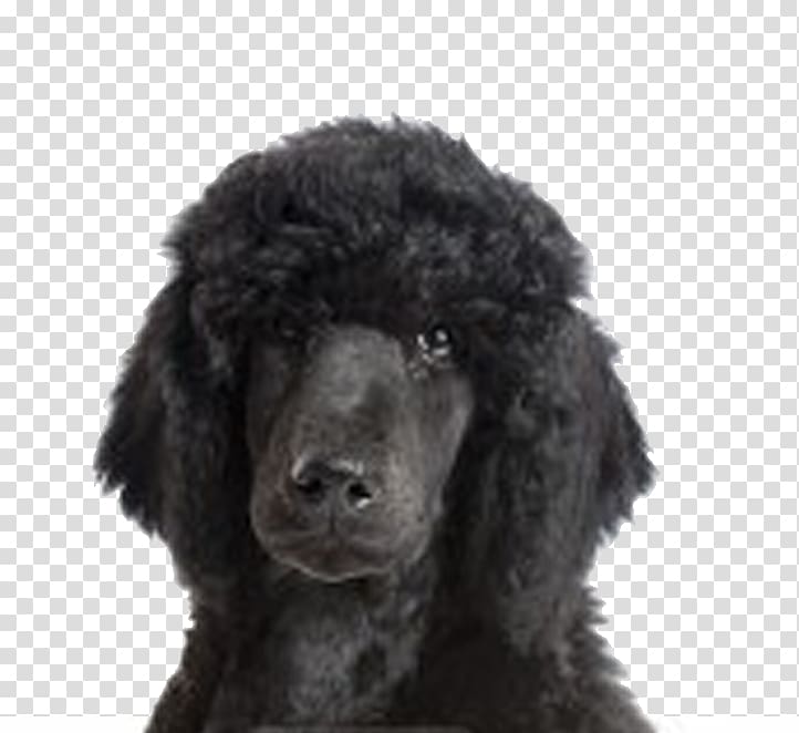 Standard Poodle Irish Water Spaniel American Water Spaniel Miniature Poodle, poodle transparent background PNG clipart
