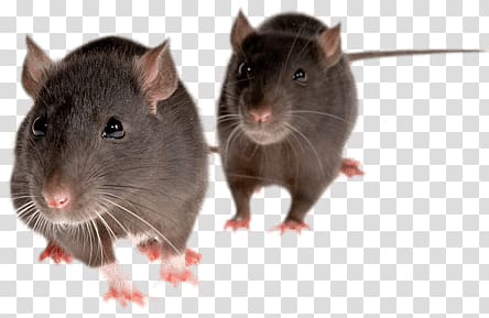 black rat, Rat Duo Front transparent background PNG clipart