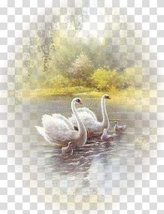 Bird Mute swan Cygnini Art Painting, Bird transparent background PNG clipart