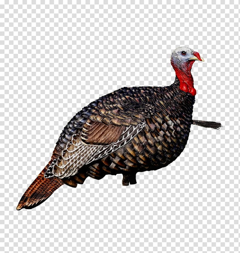 Turkey call Decoy Avian influenza Turkey hunting, Subdominant transparent background PNG clipart
